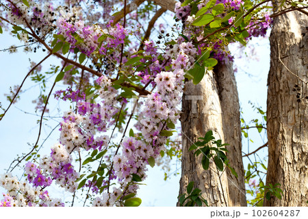 Thai bungor tree (Lagerstroemia loudonii Teijsm and Binn) 102604287