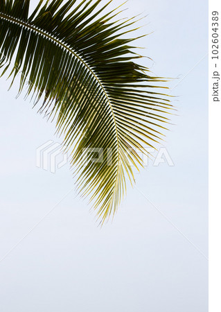 Coconut palm trees with blue sky 102604389