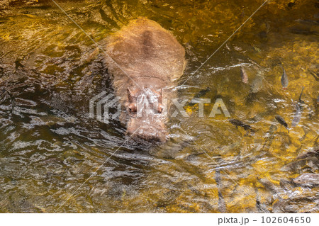 Hippo swimming in water, danger animal in zoo. Wildlife hippo in pond zoology in environment. Hippopotamus enjoying submerge and pop up on the water surface Hippo swimming in water, danger animal in zoo. Wildlife hippo in pond zoology in environment. Hippopotamus enjoying submerge and pop up on the water surface 102604650
