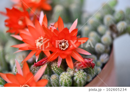 サボテン（仙人掌）の花 102605234