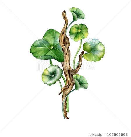 Centella asiatica, wooden branch composition watercolor illustration isolated on white. Pennywort, gotu kola herbal plants, cola, driftwood hand drawn. Design element for package, label, wrapping Centella asiatica, wooden branch composition watercolor illustration isolated on white. Pennywort, gotu kola herbal plants, cola, driftwood hand drawn. Design element for package, label, wrapping 102605698
