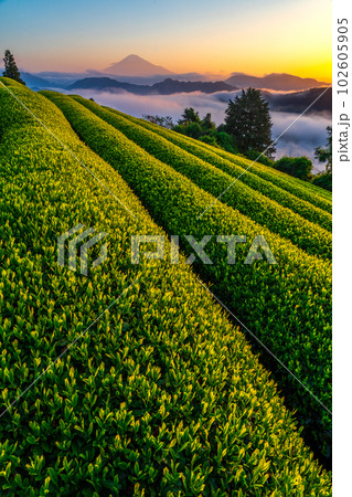 清水吉原から望む朝日に染まる茶畑と雲海に富士山 清水吉原から望む朝日に染まる茶畑と雲海に富士山 102605905