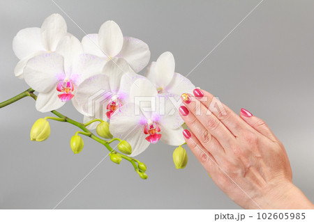 Woman's hand holds a branch of phalaenopsis orchid flowers on the gray background. Woman's hand holds a branch of phalaenopsis orchid flowers on the gray background. 102605985