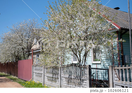 Village house behind a concrete fence near flowering trees 102606121