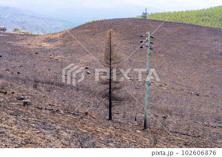【災害イメージ】霧ケ峰高原の山火事跡【長野県】 102606876