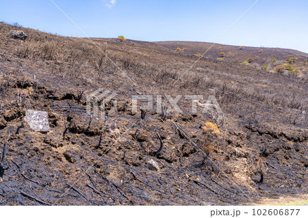 【災害イメージ】霧ケ峰高原の山火事跡【長野県】 102606877