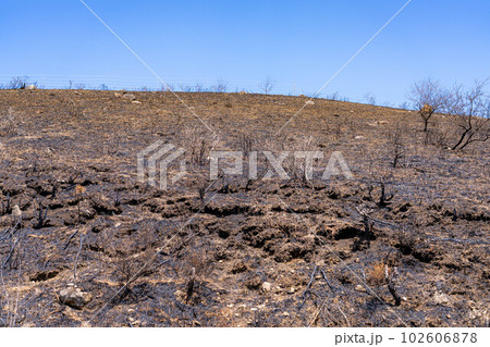 【災害イメージ】霧ケ峰高原の山火事跡【長野県】 102606878
