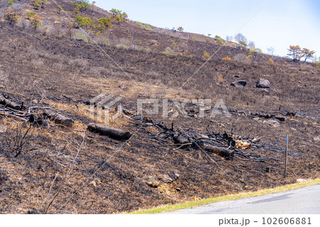 【災害イメージ】霧ケ峰高原の山火事跡【長野県】 102606881