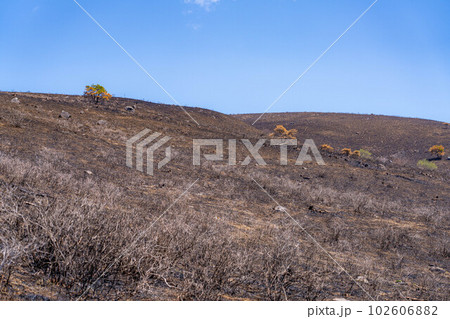 【災害イメージ】霧ケ峰高原の山火事跡【長野県】 102606882
