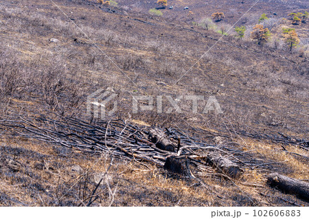 【災害イメージ】霧ケ峰高原の山火事跡【長野県】 102606883