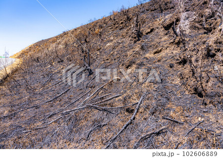 【災害イメージ】霧ケ峰高原の山火事跡【長野県】 102606889