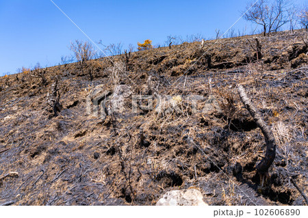【災害イメージ】霧ケ峰高原の山火事跡【長野県】 102606890