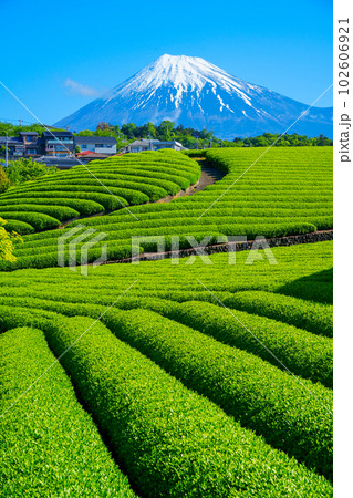 美しい茶畑の畝と富士山 美しい茶畑の畝と富士山 102606921