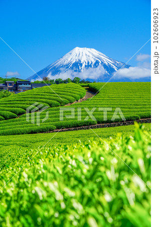 収穫まじかの茶畑から望む富士山 収穫まじかの茶畑から望む富士山 102606923