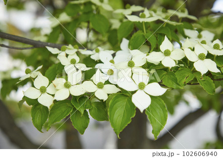 やまぼうし やまぼうし 102606940