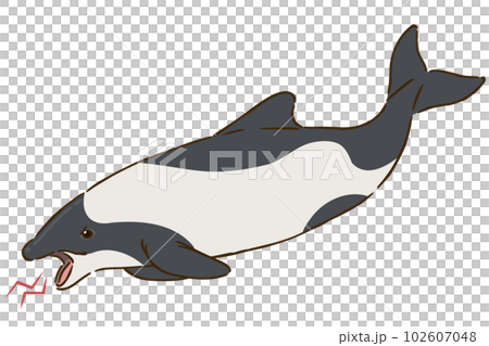 angry dolphin 102607048