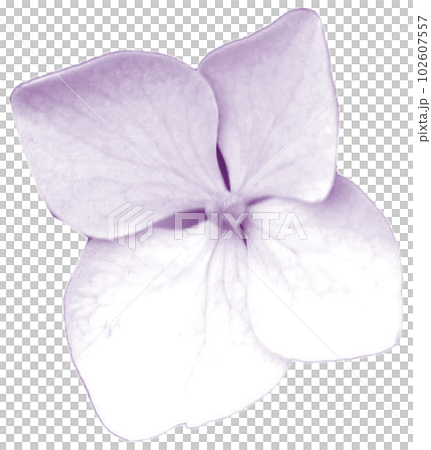 Hydrangea one flower clipping transparent png 102607557