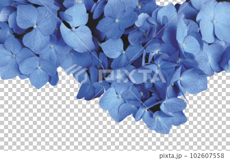 Hydrangea cluster cutout transparent png 102607558