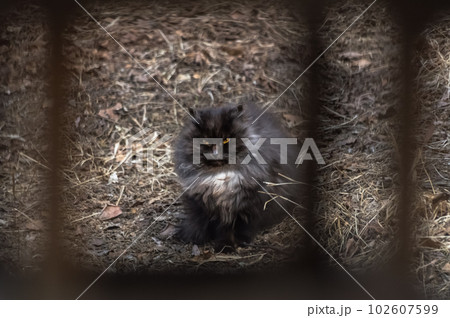 Persian cat in a frame. Selective focus. Animal.   black fluffy cat in a frame on a farm in the village. 102607599