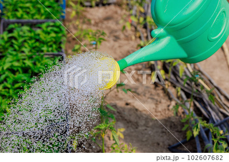 Watering seedling tomato plant with watering can in greenhouse garden Watering seedling tomato plant with watering can in greenhouse garden 102607682