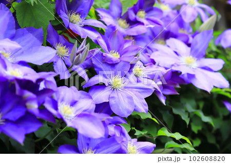 満開のクレマチス(鉄仙)の花 満開のクレマチス(鉄仙)の花 102608820