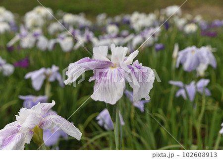 あやめの花 あやめの花 102608913