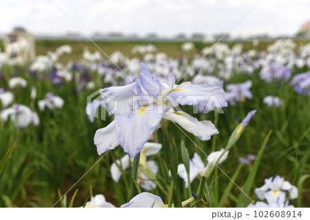 あやめの花 あやめの花 102608914