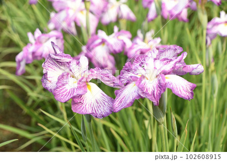 あやめの花 102608915
