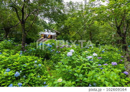 京都大原の夏 緑豊かな三千院 あじさい苑 京都大原の夏 緑豊かな三千院 あじさい苑 102609164