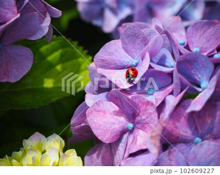紫陽花にとまったてんとう虫 102609227
