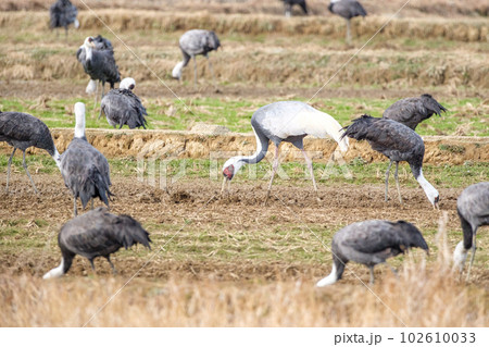 出水のマナヅル 出水のマナヅル 102610033