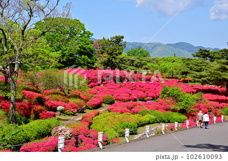 伊豆小室山つつじ園 伊豆小室山つつじ園 102610093