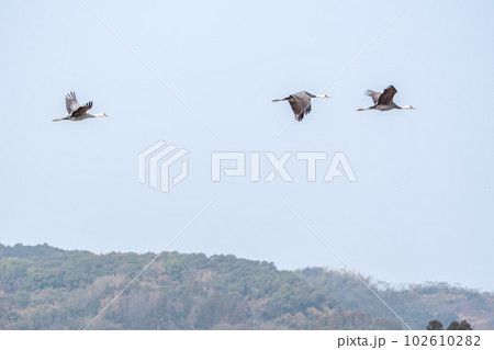 出水のマナヅル 102610282