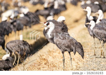 出水のマナヅル 102610283