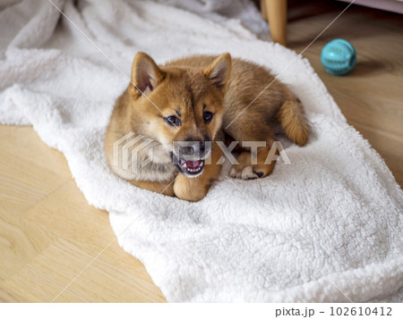 Portrait of cute Shiba Inu small dog puppy. Dogecoin. Red-haired Japanese dog smile portrait Portrait of cute Shiba Inu small dog puppy. Dogecoin. Red-haired Japanese dog smile portrait 102610412