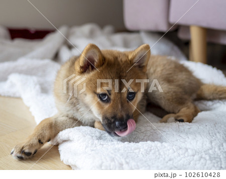 Portrait of cute Shiba Inu small dog puppy. Dogecoin. Red-haired Japanese dog smile portrait 102610428