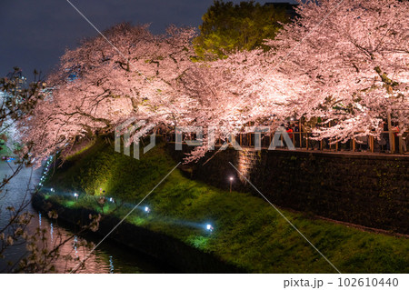 《東京都》春の千鳥ヶ淵・桜満開の夜景 102610440