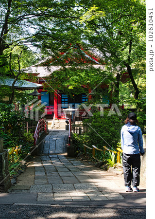 新緑の綺麗な春井の頭恩賜公園 井の頭弁財天の風景 新緑の綺麗な春井の頭恩賜公園 井の頭弁財天の風景 102610451