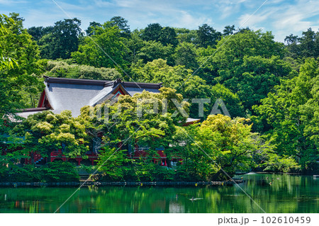 新緑の綺麗な春井の頭恩賜公園 井の頭弁財天の風景 102610459