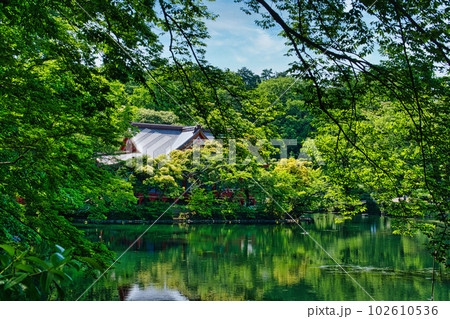 新緑の綺麗な春井の頭恩賜公園 井の頭弁財天の風景 新緑の綺麗な春井の頭恩賜公園 井の頭弁財天の風景 102610536
