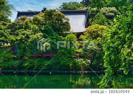 新緑の綺麗な春井の頭恩賜公園 井の頭弁財天の風景 新緑の綺麗な春井の頭恩賜公園 井の頭弁財天の風景 102610545