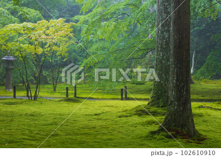 京都大原の夏 豪雨の三千院 有清園 京都大原の夏 豪雨の三千院 有清園 102610910