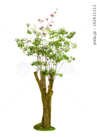 Pink Trumpet Tree or Tabebuia Rosea Isolated 102611111