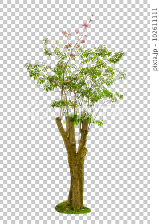Pink Trumpet Tree or Tabebuia Rosea Isolated 102611111