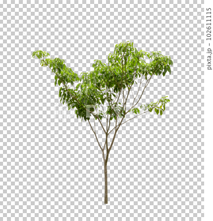 Green Tree isolated Green Tree isolated 102611115