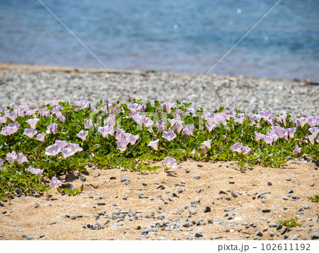 アクリル画 海と花が見える窓 浜ダイコンの花が咲く浜辺-通販の人気
