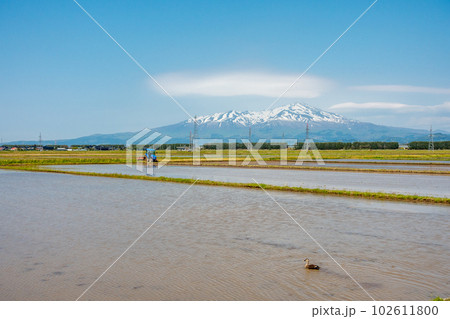 鳥海山と田園風景　春 102611800