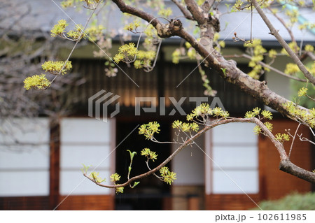 たてもの園の三井邸を彩るサンシュ 102611985