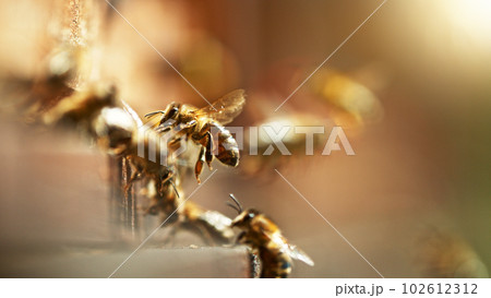Flying honey bees into beehive. 102612312