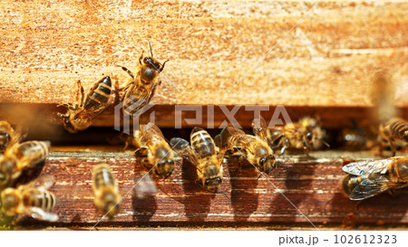 Flying honey bees into beehive. 102612323